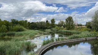 Die Todesfälle von mehreren Schwänen im Versickerungsbecken im Ilvesheimer Mahrgrund haben für große Betroffenheit gesorgt. Manche Bürger verleihen ihrem Ärger mit drastischen Mitteln Ausdruck. Das wiederum hat den Gemeinderat auf den Plan gerufen, der in einem offenen Brief eine Mäßigung der Debatte fordert.