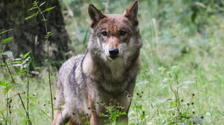Damit ein Wolf als territorial gilt, muss er über einen Zeitraum von sechs Monaten in einem Gebiet nachgewiesen werden.
