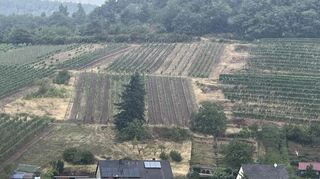 So sieht ein Weinberg in Birkweiler aus, der zu lange im Trockenen lag und nicht ausreichend bewässert wurde.