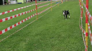 Für die Hunde ging es auf eine Sprintstrecke mit elektronischer Zeitmessung.