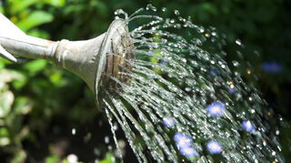 In Lampertheim müssen bei Hitze 6.000 Stadtbäume mit Wasser versorgt werden.