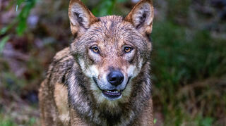 Ein Wolf hat in der Verbandsgemeinde Offenbach an der Queich eine Spur hinterlassen, die ihn künftig identifizierbar macht.