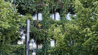 Begrünung heißt nicht nur Bäume zu setzen: An einem Haus in O7 auf den Planken bedecken Pflanzen die Fassade.