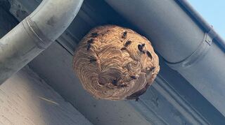 Dieses Nest hat Nicole König diese Woche in der Bürstädter Magnusstraße entfernt.