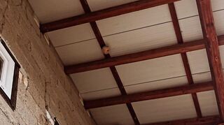 Unter diesem Dach haben Asiatische Hornissen angefangen, ein neues Nest zu bauen. Es wäre in den kommenden Wochen weiter gewachsen.