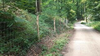Die Waldwege bei Weinheim sind auch seit kurzem wegen der Schweinepest eingezäunt.