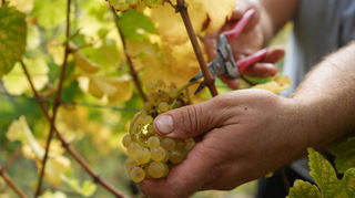 Erntehelfer sind an der Untermosel bei Winningen in der Lage „Winninger Uhlen“ bei der Weinlese.
