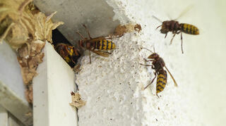 Stetiger Flugverkehr: Hornissen haben den Rollladenkasten über der Terrassentür bezogen. Keine einfache Situation für die menschlichen Mitbewohner.