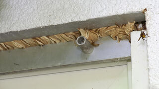 Aus ihrem papierartigen Baumaterial haben die Arbeiterinnen eine Art Markise als Hitzeschutz gebastelt.