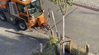 Straßengrün: Die junge Vogelkirsche im Bannholzgraben bekommt, je nach Witterung, alle paar Tage 120 bis 150 Liter Wasser.