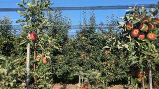 Die Hagelschutznetze auf der Plantage in Edingen sollen nicht nur vor Hagel, sondern auch vor Sonnenbrand schützen.