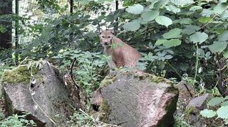 Besondere Attraktion im Wildpark Rheingönheim ist das Luchsgehege. Hier hat sich Nachwuchs vor wenigen Wochen eingestellt.