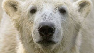 Bei Eisbär Knut spielten die Besucher und Medien des Berliner Zoos lange verrückt. (Archivbild)