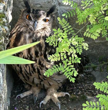 Der verletzte Uhu konnte in Edenkoben in einem Garten gefunden werden.