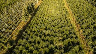 Nordmanntannen wachsen in einer Plantage in Sachsen zu Weihnachtsbäumen heran.