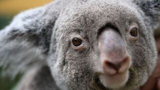 Koalas sind vielerorts in Australien stark bedroht. (Archivbild)