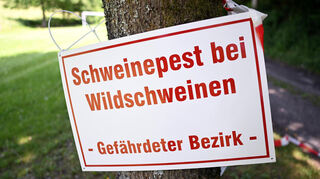 Ein Schild mit der Aufschrift «Schweinepest bei Wildschweinen - Gefährdeter Bezirk» hängt an einem Baum an einem Waldweg.