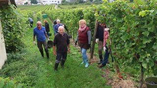 Peter Haas mit seiner Truppe bei der Grauburgunder-Weinlese