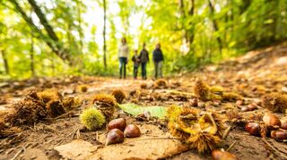 Natur, Wein und Kastanien: 60 Kilometer Wanderfreude pur.