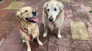 Die Golden Retriever Polly (l.) und Balu freuen sich über die Abkühlung beim Hundeschwimmen.