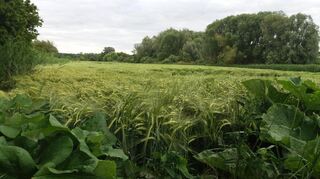 Verwunschenes Grün in Mannheim: Blumenauer Bruch.