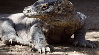 Komodo-Warane sind offiziell als «gefährdet» eingestuft. (Archivbild)