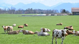 Auch auf Bayerns Weiden werden Rinder seltener. Das «Alpenfleckvieh» - so der offizielle Name - ist ein sogenanntes Doppelnutzungsrind, das sowohl für Fleisch- als auch Milchproduktion gezüchtet wird. Die in Norddeutschland üblichen schwarz-bunten Holsteinrinder hingegen sind Milchkühe. (Symbolbild)