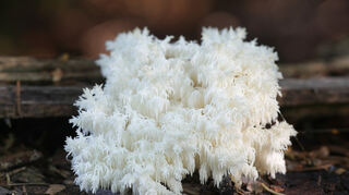 Ein beliebter Vitalpilz: Hericium, oder auch Löwenmähne genannt.