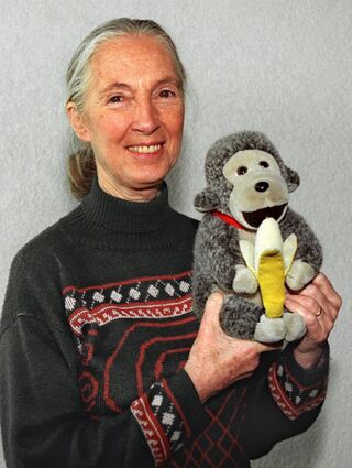Jane Goodall brachte oft einen Affen mit. (Archivbild)
