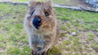 Mit ihrer süßen Mimik sind Quokkas zu Internet-Stars geworden.