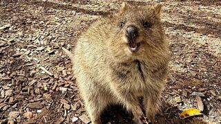 Die Tiere aus der Familie der Kängurus hüpfen auf Rottnest Island überall herum.