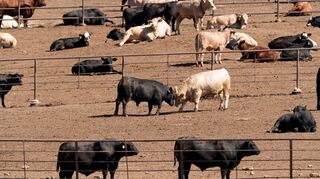 Selbst bei einer globalen Energiewende weg von fossilen Brennstoffen würden allein die Ernährungssysteme dazu führen, dass die Erderwärmung nicht auf 1,5 Grad begrenzt werden kann, heißt es im Bericht. (Archivbild)