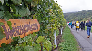 Angesichts des schlechten Wetters machten sich erstaunlich viele auf zur Weinwanderung in Schriesheim.