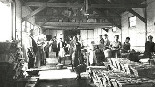 Ein Blick in Spargelhalle in den 1920er Jahren, wo das Gemüse abgeladen und gewogen wurde. Damals arbeiteten nur noch sechs Prozent der Lampertheimer Erwerbstätigen in der Landwirtschaft.