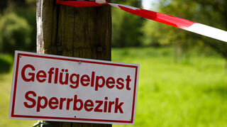 Im Ludwigshafener Stadtteil Friesenheim konnte bei einem toten Höckerschwan die Vogelgrippe nachgewiesen werden.