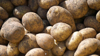 Kartoffeln sind auf einem Erntegerät zu sehen.