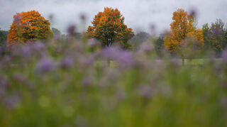 Der Herbst ist da und bringt Nebel und Wolken mit. (Symbolbild)