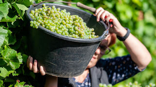 Weinlese in der Pfalz Mitte August. Einige Winzer mussten ihren Urlaub abbrechen, weil die Trauben schneller reif wurden, als angenommen.