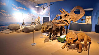Triceratops horridus (Jungtierrekonstruktion), Torosaurus (Schädelabguss) und Protoceratops (Jungtierrekonstruktion).