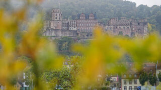 Das Heidelberger Schloss ist hinter herbstlich verfärbten Blättern zu sehen.