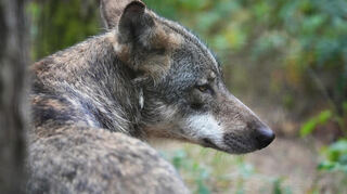 Ein toter Wolf ist auf der A65 zwischen Edenkoben und Landau gefunden worden. (Symbolbild)