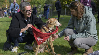 Diese Hündin kann ihr Halstuch „Adopt Me“ gleich abgenommen bekommen - sie hat schon ein neues Frauchen gefunden.