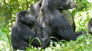Weibliche Berggorillas können ganz schön alt werden - wie hier im Bwindi Impenetrable Nationalpark. (Archivbild)