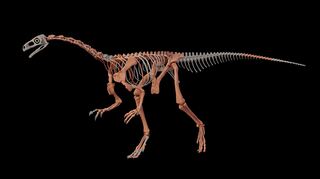 Nachbildung des Dinosauriers Huayracursor jaguensis