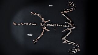 Knochen des Dinosauriers Huayracursor jaguensis
