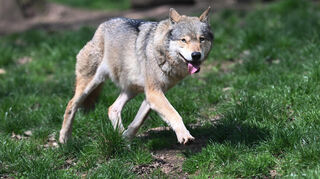 Die Polizei und ein Jagdpächter vermuteten, dass es sich bei dem toten Tier auf der A65 um einen Wolf handeln könnte.
