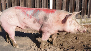 Dem Schwein Lotta ging es schließlich wieder gut. Vorübergehend kam sie im Tierheim Frankenthal unter, bevor sie auf dem Gnadenhof in Worms ein Zuhause fand.