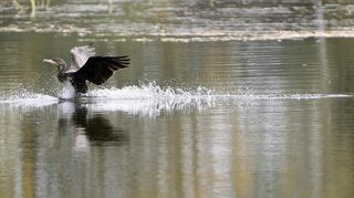 Kormorane sind nicht überall gern gesehene Gäste. So gibt es am See in den Biendsand Bädern in Lampertheim auch Verschmutzungen durch die Vögel.