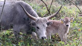 Freudige Überraschung: Zur Herde von Auer-, Hochland- und ungarischen Steppenrindern gehört nun Liesels Kälbchen.