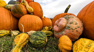 Kürbis ist eine vielseitige Herbstfrucht und wird nicht nur zu Halloween genutzt. Kürbis lässt sich grillen, braten, füllen und überbacken, dünsten, kochen, einlegen oder pürieren.